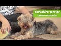 PERRO:  Yorkshire terrier como mascota の動画、YouTube動画。