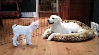 Golden Retriever Puppy Loses It When He Meets A Baby Goat by Tiny Cuisine 3,012 views 3 years ago 2 minutes, 13 seconds