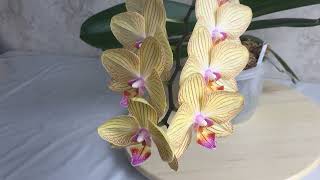 Орхидея Торино Torino. Домашнее цветение моей красвицы