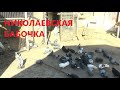 НИКОЛАЕВСКАЯ БАБОЧКА /pigeons/ ГОЛУБЯТНЯ ВОВЫ КЕРЧЕНСКОГО (2)