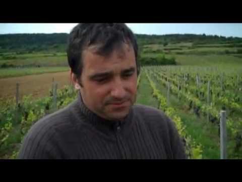 Domaine Jean-Marc Vincent - De Bruijn Wijnkopers - YouTube