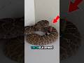 🔔 La vérité sur le son effrayant du serpent à sonnette#shorts