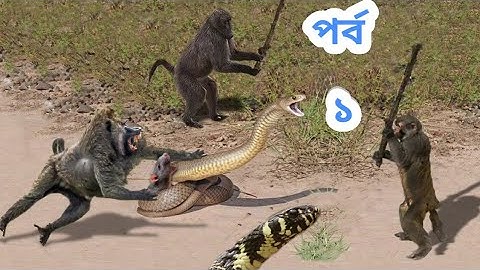 OMG! Capuchin Monkey Save Mouse From Banded Krait Snake Hunt Amazing Python vs Big Cat #SRSOHELRANA
