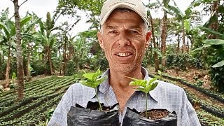 Helping Farmers Combat Coffee Rust in Central America