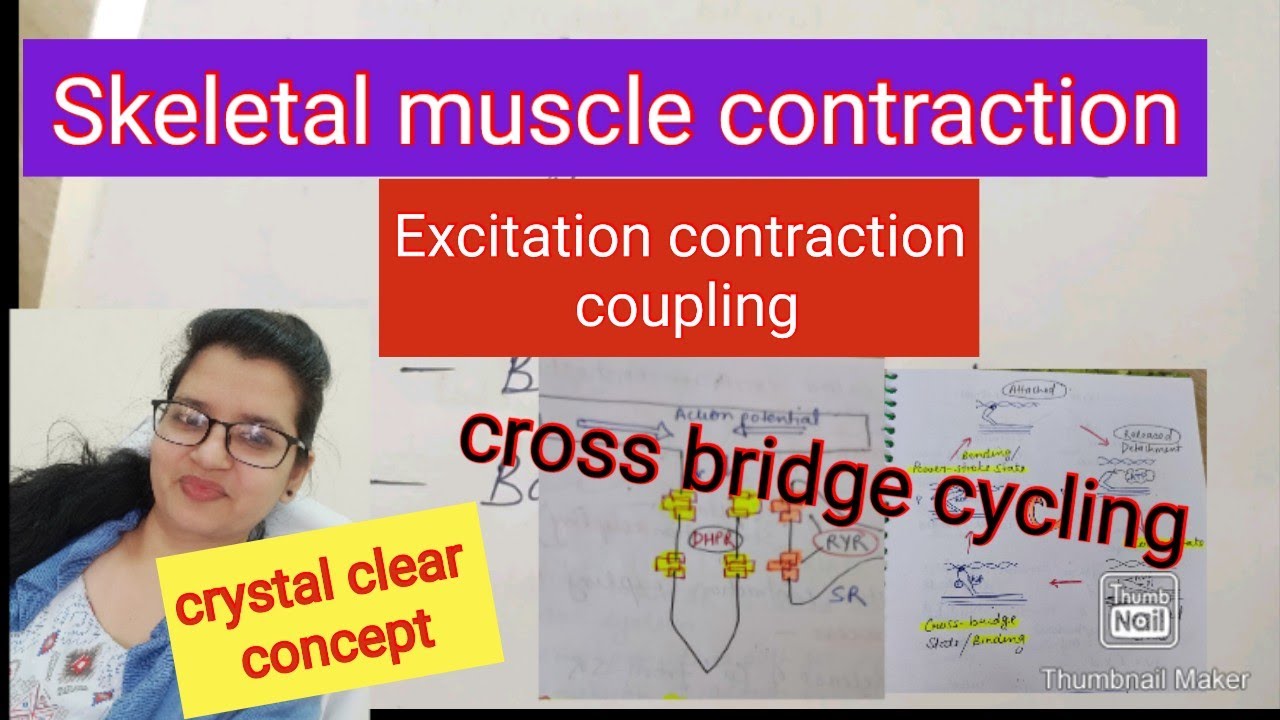 Mechanism of skeletal muscle contraction#excitation contraction ...