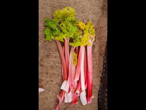 Video: Rabarberplanten met blote wortel: hoe rabarber met blote wortel in de tuin te planten