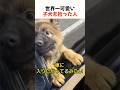 世界一可愛い子犬を拾った人#犬 #動物