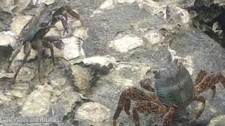 Coral Crab eats plankton | Wild Plants and Animals