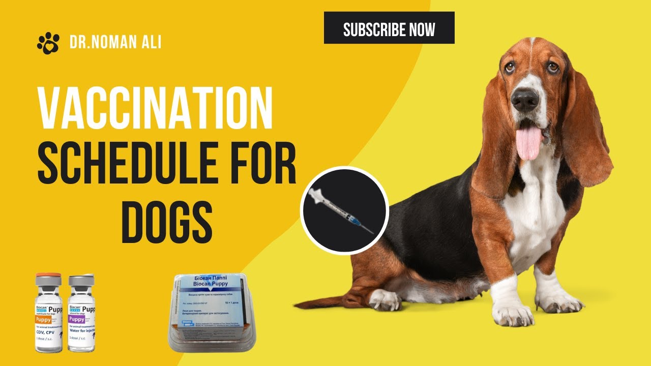 Vaccination Schedule For Puppy Dogs Pets Care Pets Information vaccination-schedule-for-puppy-dogs-pets-care-pets-information