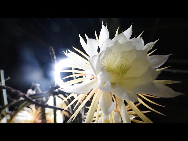 Die Knigin der Nacht blht einmal im Jahr fr wenige Stunden - YouTube
