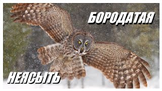 Бородатая Неясыть: Большая Сова С Уникальным Внешним Видом, Острыми Когтями И Темной Бородкой