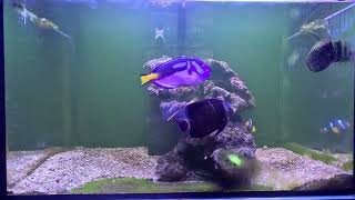 Salt water fish tank2