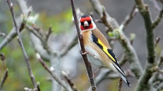 Bird Facts: The European Goldfinch