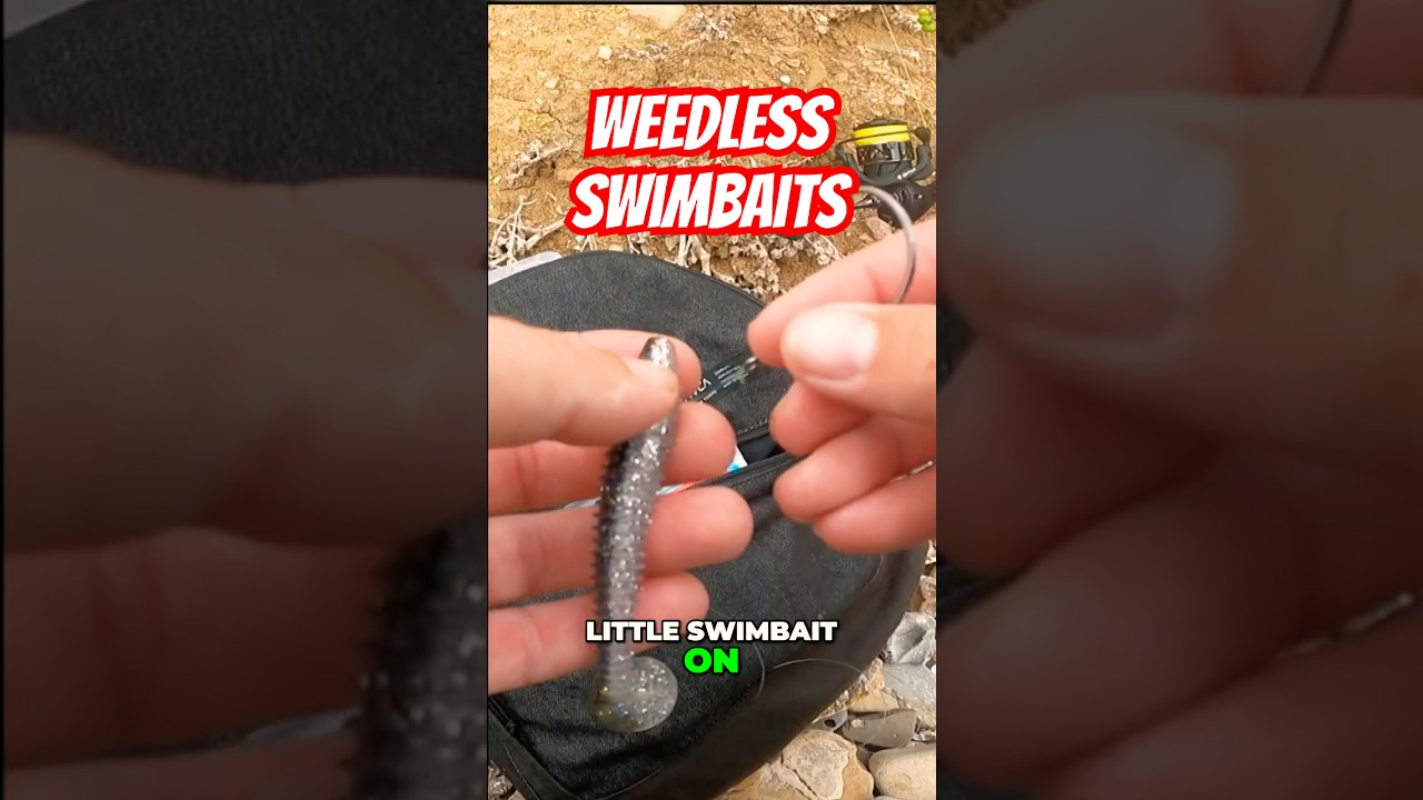 How To Rig Weedless Swimbaits when Fishing Kelp