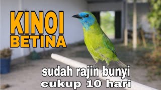 KINOI BETINA‼️update setelah 10 hari dari ombyokan sudah bunyi❓