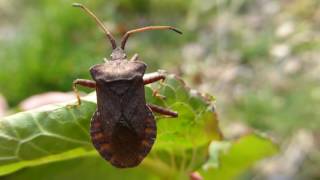 Dock Bug - Coreus Marginatus - Njólatíta - Skordýr - Jurtasugur