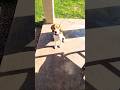 Dinner Time Subscribe To 1000! #dog #puppy #food #viral