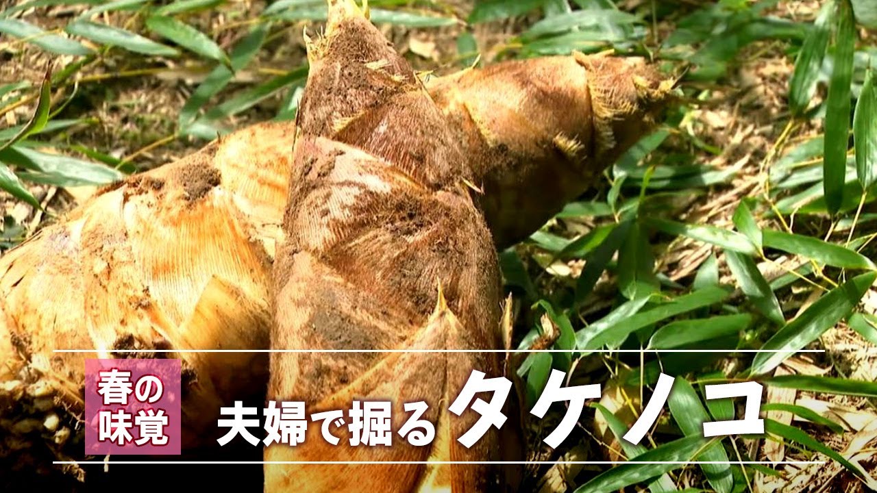 カズ様用　金明らっきょう竹苗　【希少】盆栽　タケノコ 春の味覚 夫婦で掘って50年以上 タケノコ – NEWS TOPICS