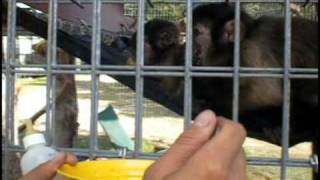 The Three New Babies Eating.avi