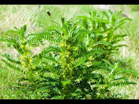 Video: Astragalus Vlnený - Užitočné Vlastnosti, Použitie