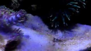 Nutri Seawater nano reef tank 20131202