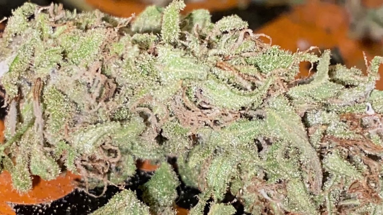 TRIM DAY northern lights auto