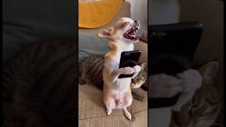Gracioso 😂 #parati #foryou #comedia #humor #comedy #animals #reaction #perros #dimelofabi