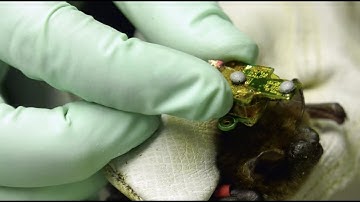 JHU Records Brain Activity of a Free-flying Bat