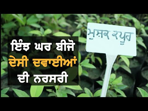 ਆਪਣੇ ਘਰ ਹੀ ਇੰਝ ਬੀਜੋ ਦੇਸੀ ਦਵਾਈਆਂ || Navreet Sivia || TV Punjab