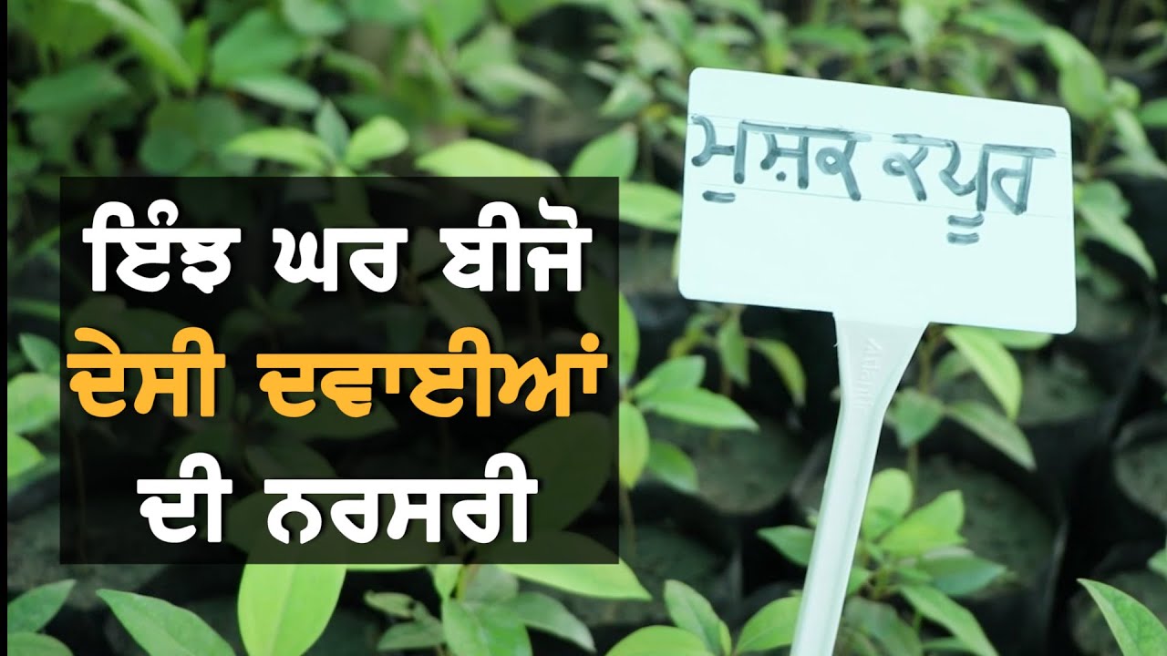 ਆਪਣੇ ਘਰ ਹੀ ਇੰਝ ਬੀਜੋ ਦੇਸੀ ਦਵਾਈਆਂ || Navreet Sivia || TV Punjab