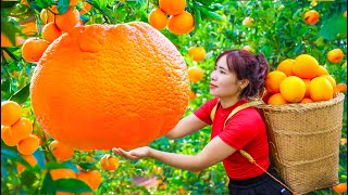 Harvesting Giant Orange Orchards (Examine The Art Of Harvesting Oranges) - Goes to the market sell