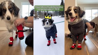 How I dress my dog to go outside in the cold Canadian winters