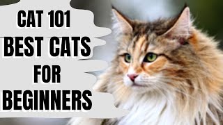 Cats 101 : Best Cats for Beginners