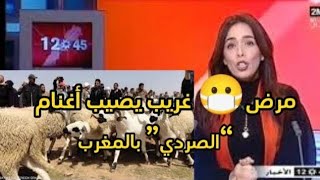 مرض غريب يصيب الاغنام الصردي بالمغرب اخبار اليوم التفاصيل في الفيديو