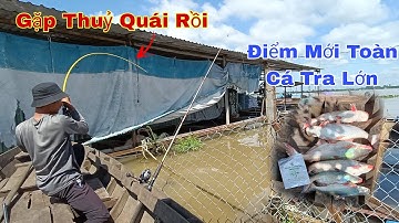 Câu Cá Trên Bè, Run Tay Khi Một Ngày Gặp Toàn Cá Tra Lớn Ăn Quéo Cần | Trần Đại Fishing