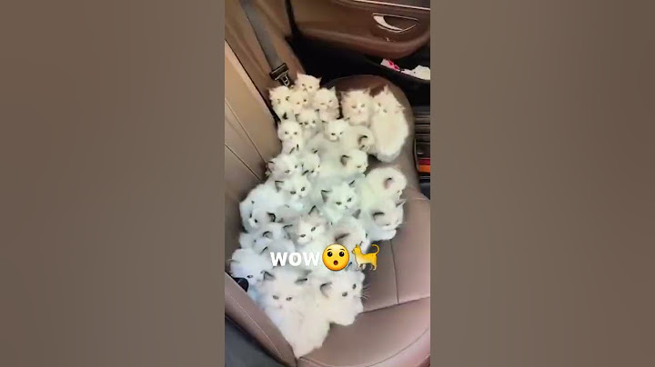 قطط للتبني😱😱😥