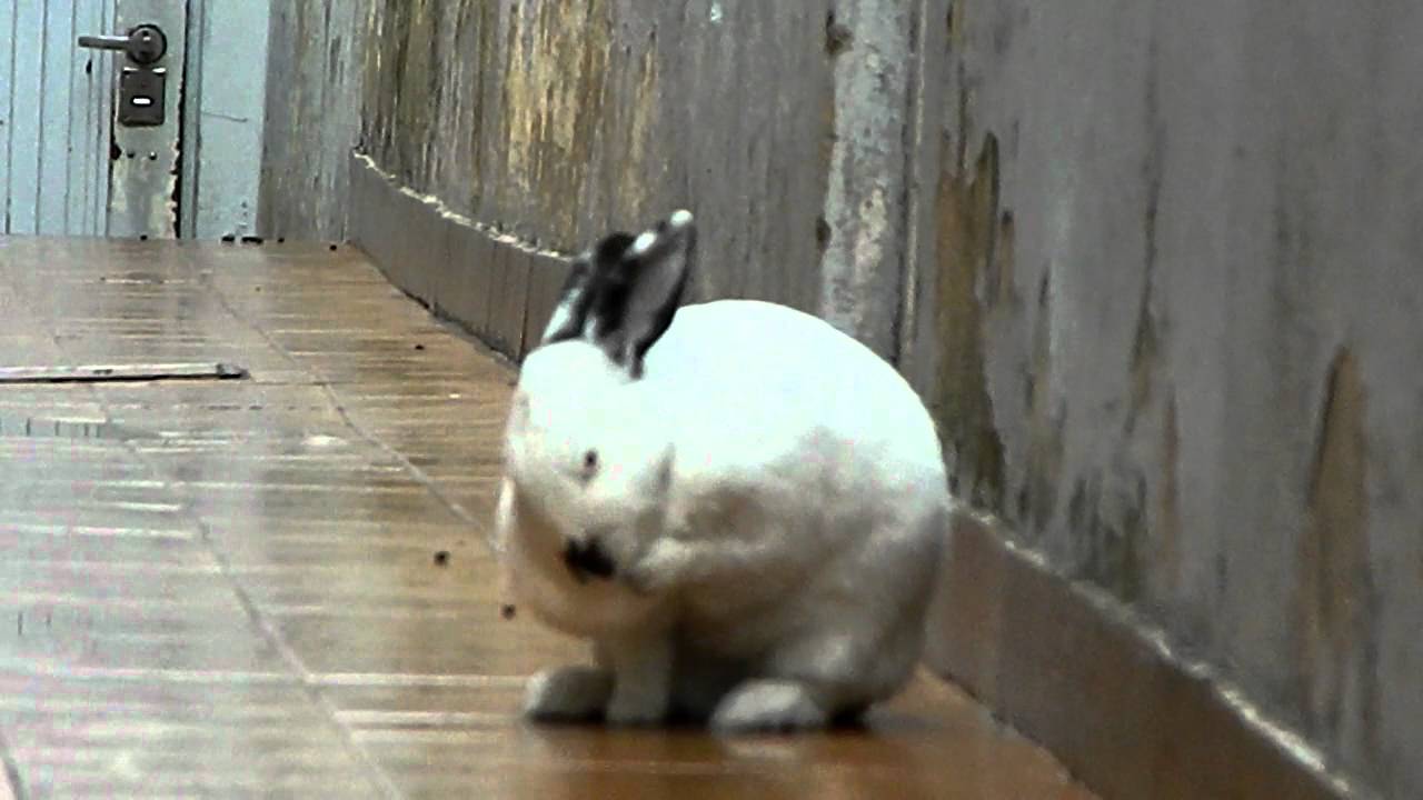 Kitty Coneja III camera iphone 8 plus apk