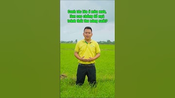 Bí kíp canh tác lúa vụ 3 (mùa mưa) #nongduoctoancau #lua #chiase #kinhnghiem #donga #cungcay #ndtc