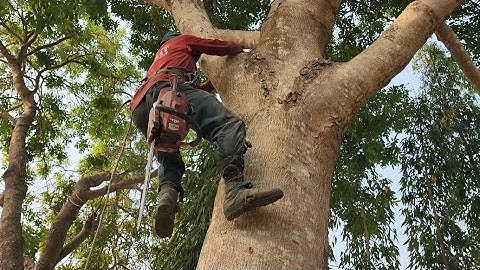 Cưa  cây  xà  cừ  siêu  to  siêu  khủng  ,Ở  Kiên Giang  .Cưa  cây  kỷ thuật cao