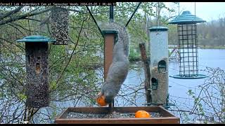 Gray squirrel not willing to share            06 43 55 5 5 24
