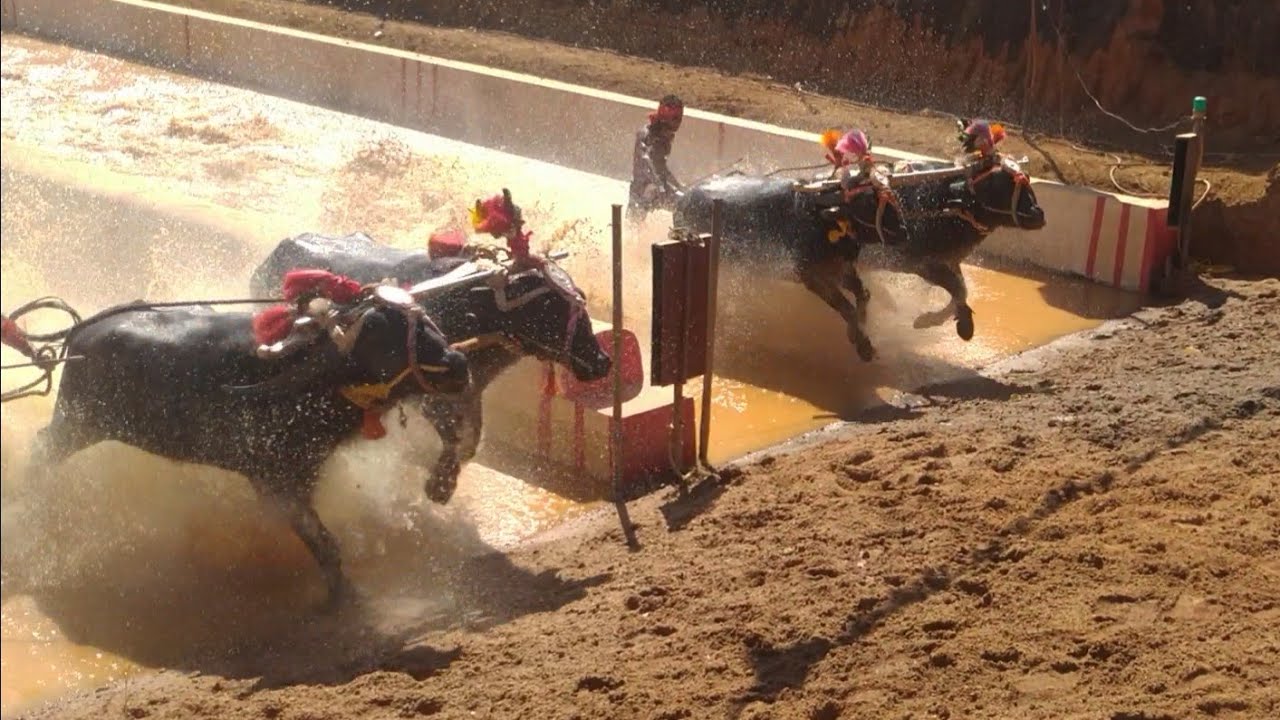 Hokkadigoli kambala 2021