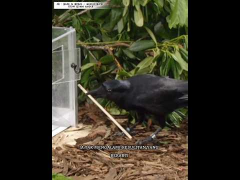 Video: Adakah burung gagak mempunyai peminat?