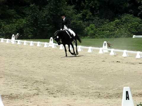 Kennebec Ladyhawke at UNH Dressage Show