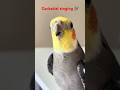 Cockatiel in happy | mood#ytshorts #youtubeshorts#cockatiel #parrot