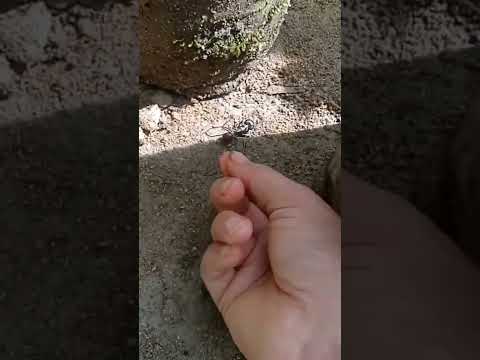 The ancient ant nest can float in the air, apparently it contains two sacred kujang gems #mystica...