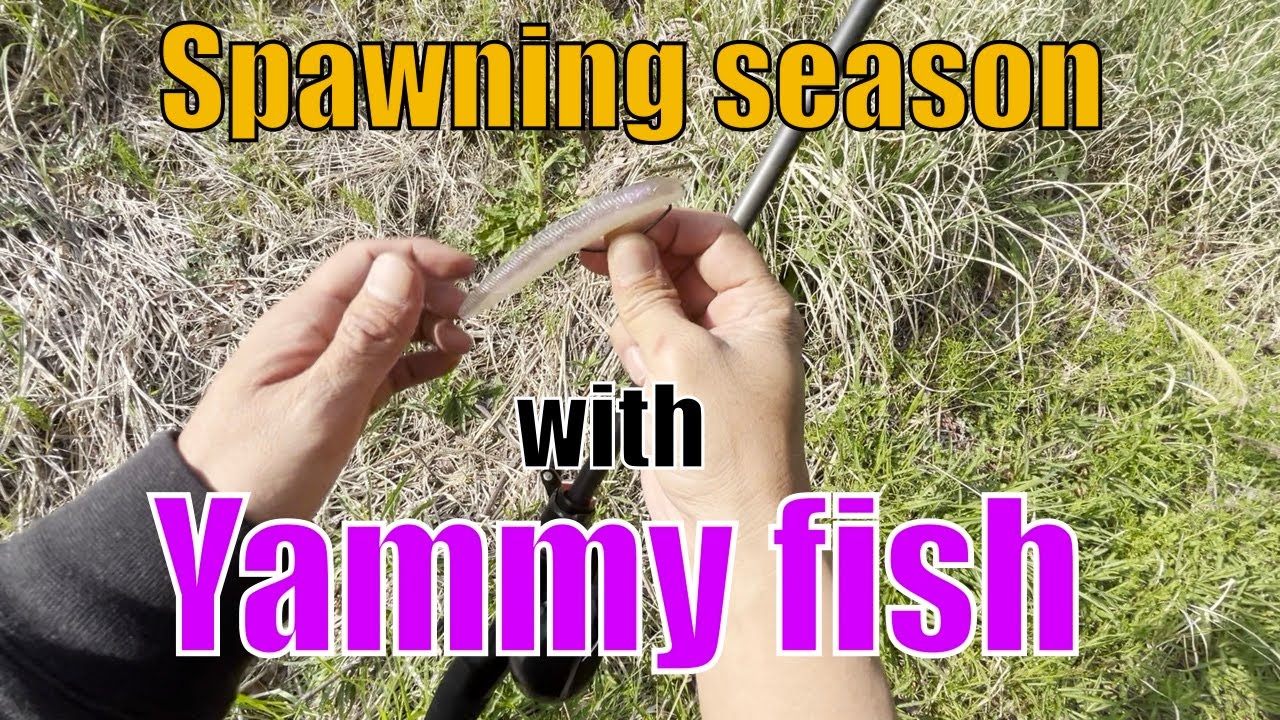 【Jackall】Bass fishing spawning season【Pond fishing】