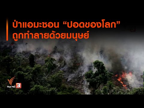 วีดีโอ: การตัดไม้ทำลายป่า - ปัญหาของป่า. การตัดไม้ทำลายป่าเป็นปัญหาสิ่งแวดล้อม ป่าคือปอดของโลก