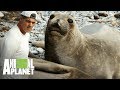 ¡El elefante marino pesa cerca de 2 toneladas! | Wild Frank en California | Animal Planet