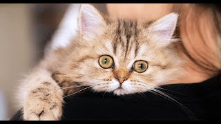 No home is complete without the pitter patter of kitty feet by ArmaCats 13 views 3 years ago 3 minutes, 44 seconds