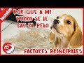 Por que a mi perro se le cae el perro - Factores principales